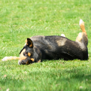 a black and brown dog rolling in the grass