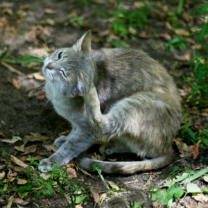 a gray cat sitting outside scratching its ear
