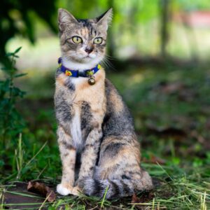 a calico cat sitting calmly outside wearing a blue collar with a bell