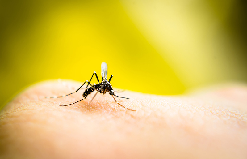 A mosquito on someone's skin with a green background 