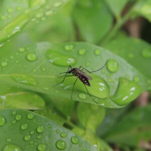 a black mosquito on a green leaf with water droplets on it
