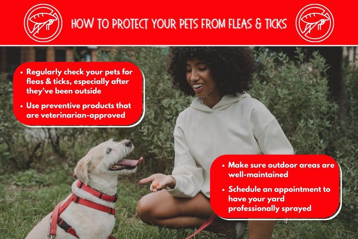 original infographic stating flea facts for pets