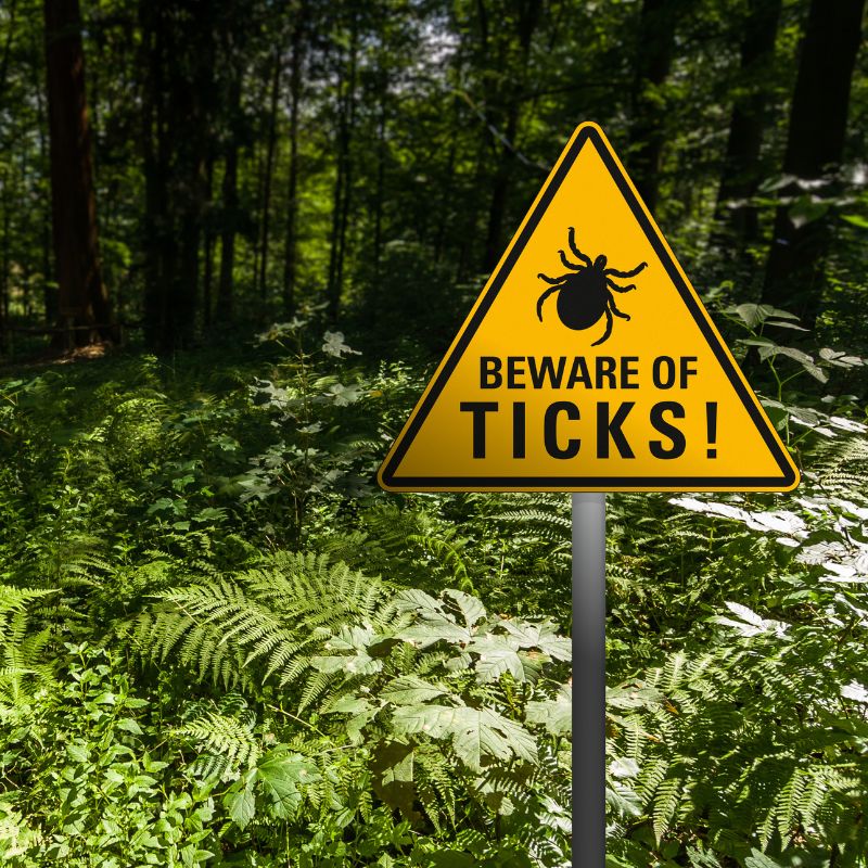 a green forest area with a triangle yellow sign that says "beware of ticks!"